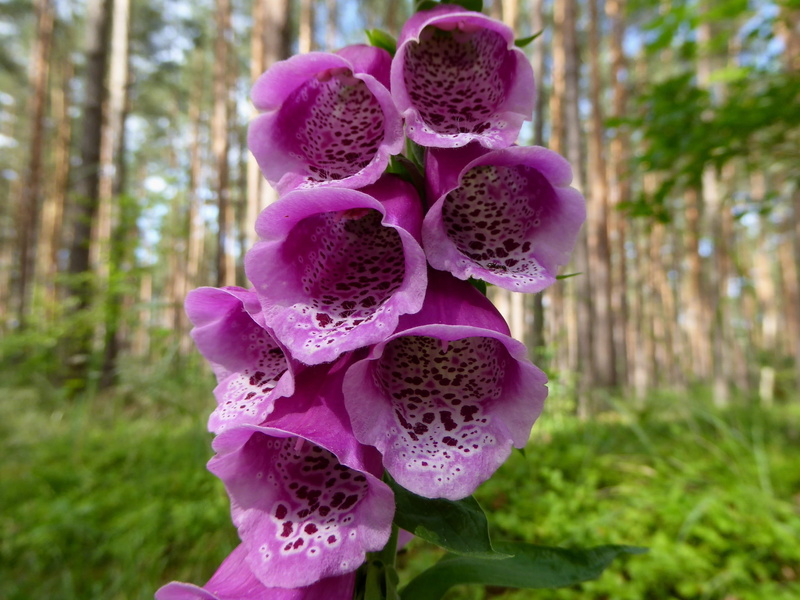 2K, red thimble, common foxglove, pink color, pink blossoms, Nature, close-up, no people, Flower, wild flowers, fragility, flowers, garden, flower head