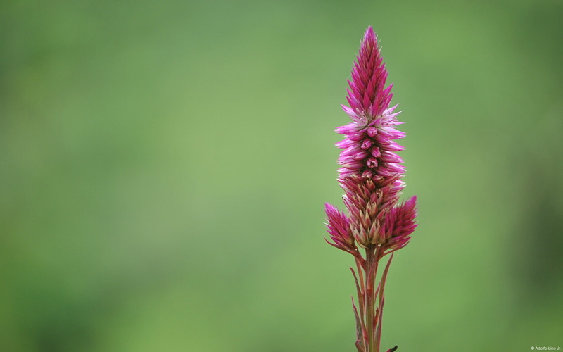 plant, flower head, green color, vulnerability, growth, plant stem, fragility, pink, springtime, beauty in nature, windows, petal, focus on foreground