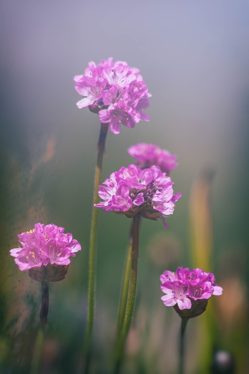 flower, close-up, pink Color, freshness, nature, alpine, summer, 2K, Alpines, beauty In Nature, HD, purple, petals, canon  eos  350d, plant, macro, springtime