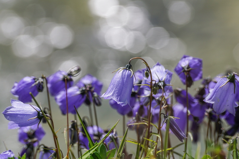 small bellflower, focus on foreground, day, crocus, purple, lighting, flower head, nature, 5K, growth, close-up, atmospheric, campanula cochlearifolia