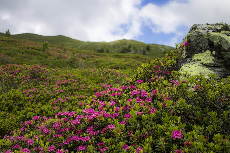 flower, wildflower, land, alpine rose, no people, green color, azalea, meadow flower, mood, cloud - sky, nature, alps, plant, austria, flowering plant