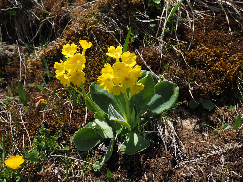 cowslip, Alpine, mountain plant, day, primula auricula, alpine auricula, inflorescence, beauty in nature, 4K, primrose, flower, mountain flower, Flowers
