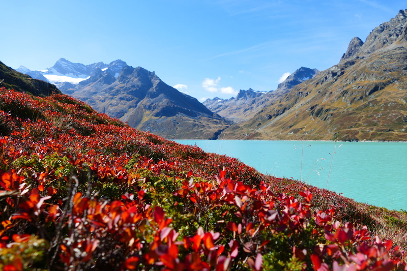silvretta, austria, growth, sky, mountain, montafon, red, petaled, summer, mountain range, blue, dam, outdoors, beauty in nature, alpine, scenics - nature