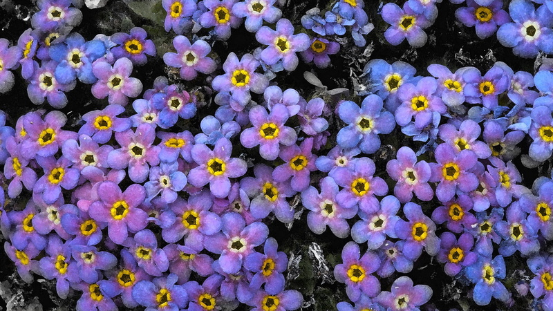 alpine, 1080P, mount, colorado, flowers