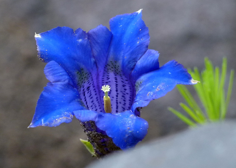 inflorescence, fragility, pollen, purple, close-up, selective focus, Flower, plant, Nature, vulnerability, mountain, day, iris - plant, 1080P, beauty in nature