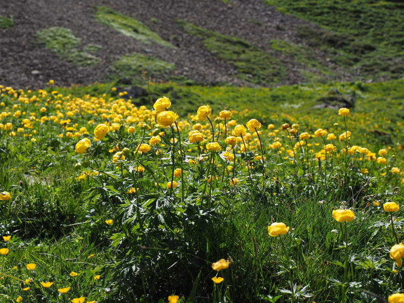 yellow, growth, globe flower, flowers, butter roses, vulnerability, mountain plant, läger corridor, springtime, alpine plant, mountain flower, focus on foreground