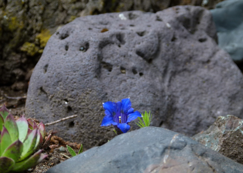 tombstone, 2K, wild flowers, selective focus, stone, purple, plant, cemetery, solid, flowering plant, rock, no people, day, Enzian, grave, Alpine, Rock
