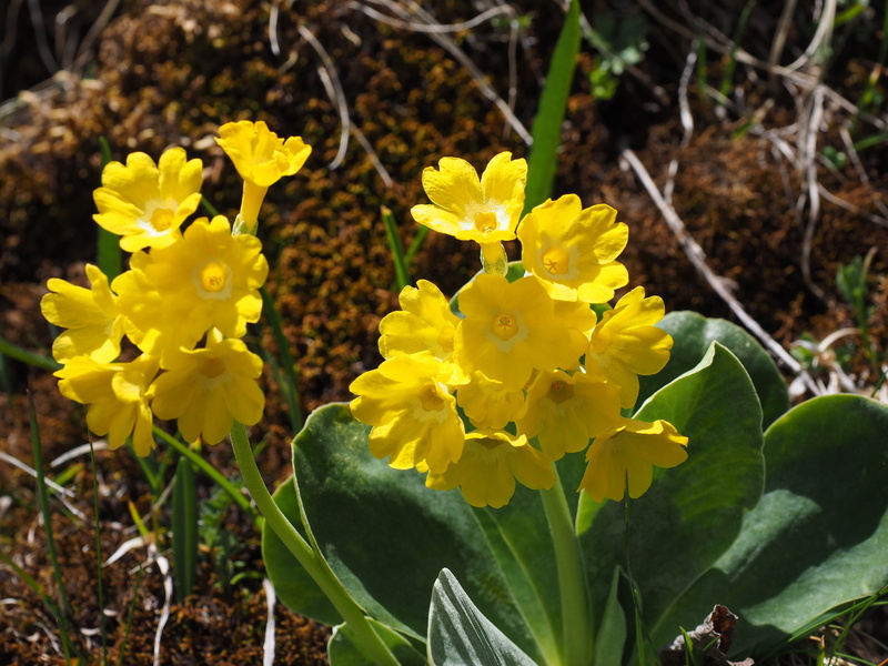 mountain flower, petal, auricula, primula auricula, alpine auricula, springtime, 4K, day, leaf, mountain plant, close-up, no people, cowslip, yellow, flowering plant