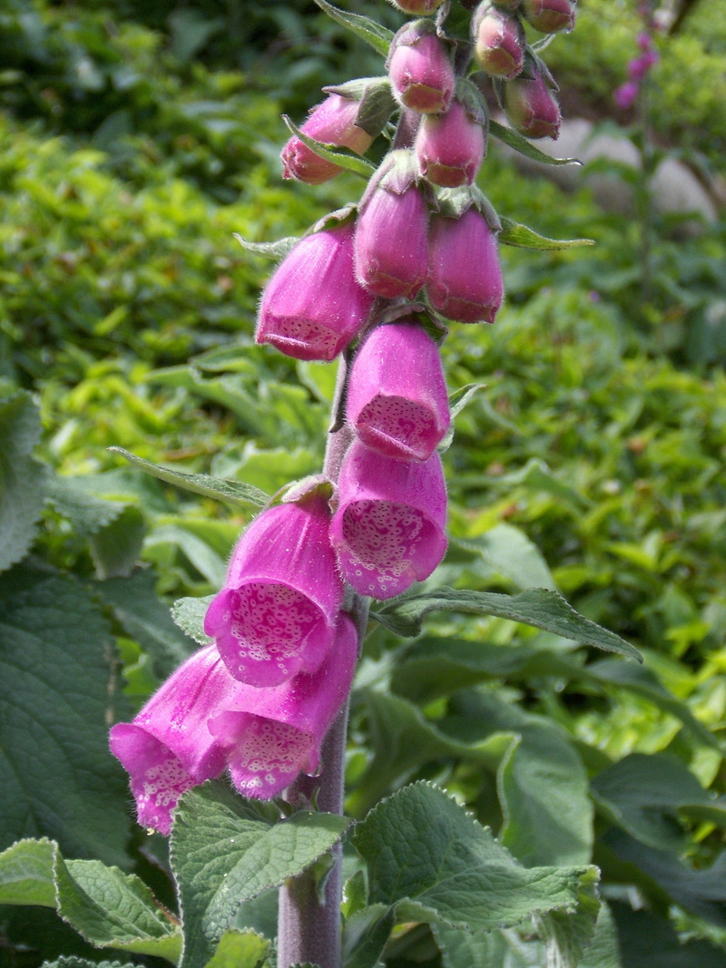 fragility, outdoors, plant part, leaf, rosa, plant, food and drink, food, Foxglove, nature, Flower, pink color, green Color, close-up, healthy eating, day