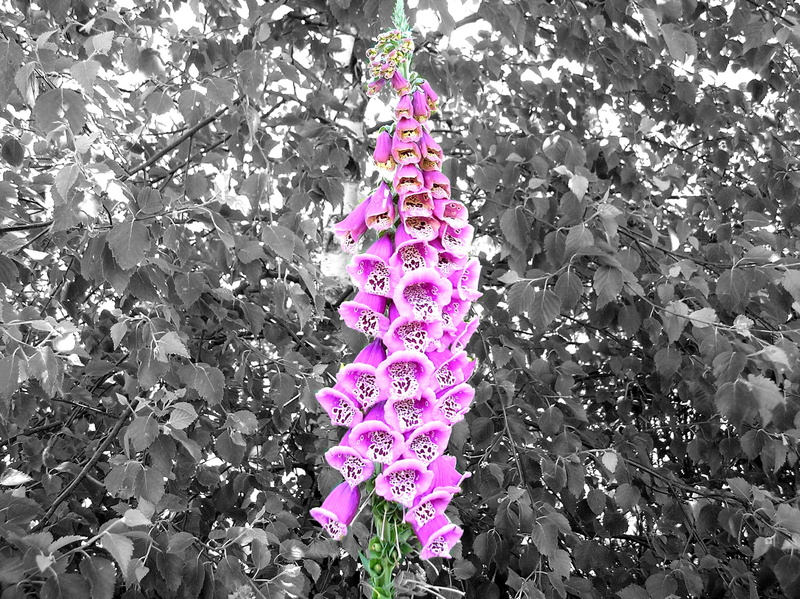 plant part, vulnerability, flower, 1080P, close-up, inflorescence, high angle view, thimble, beauty in nature, pink, purple, flowering plant, freshness