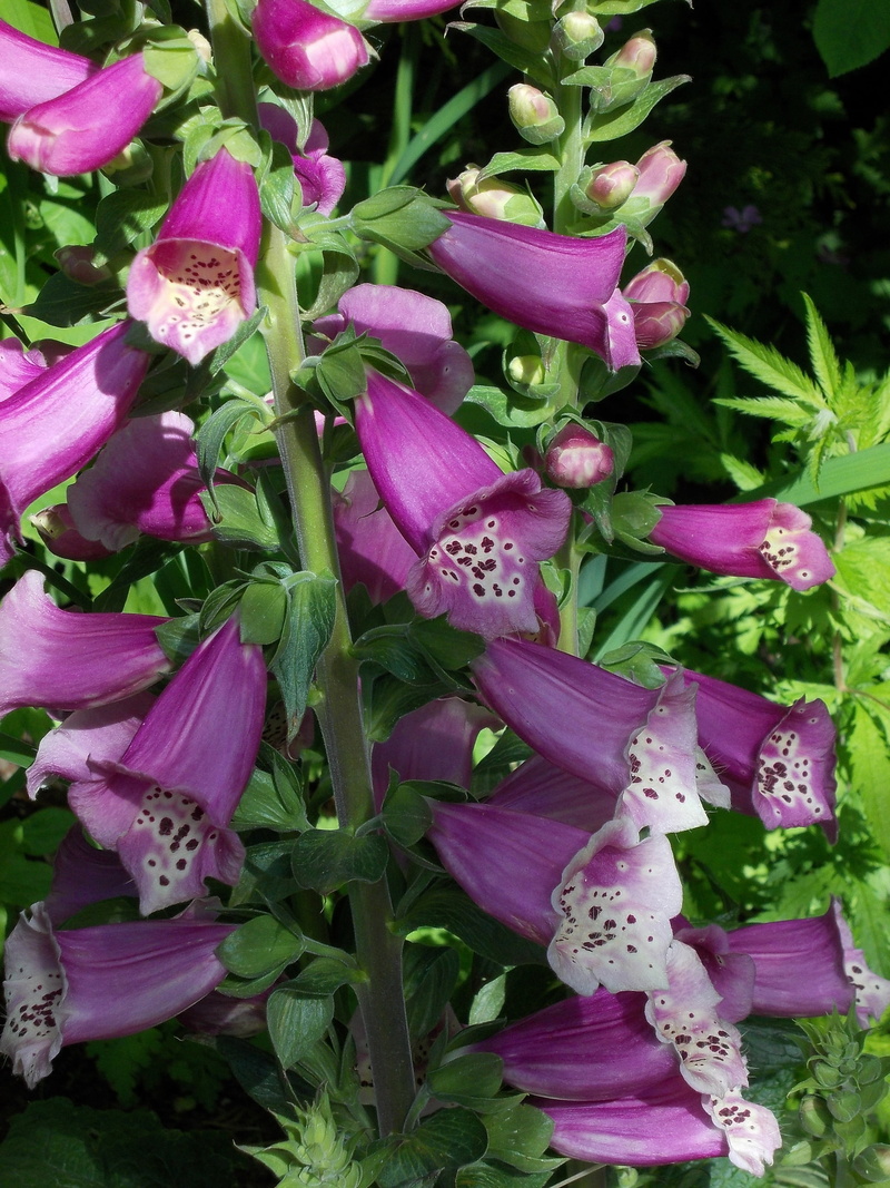 flower, growth, toxic, inflorescence, beauty in nature, flower head, freshness, digitalis, flowering plant, pink color, botany, vegetable, 2K, medicinal plant