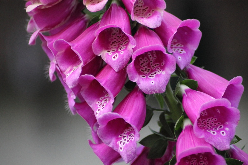 colorful, nature, vulnerability, pink Color, focus on foreground, thimble, digitalis purpurea, pollen, 4K, purple, fragility, flowering plant, pink, summer
