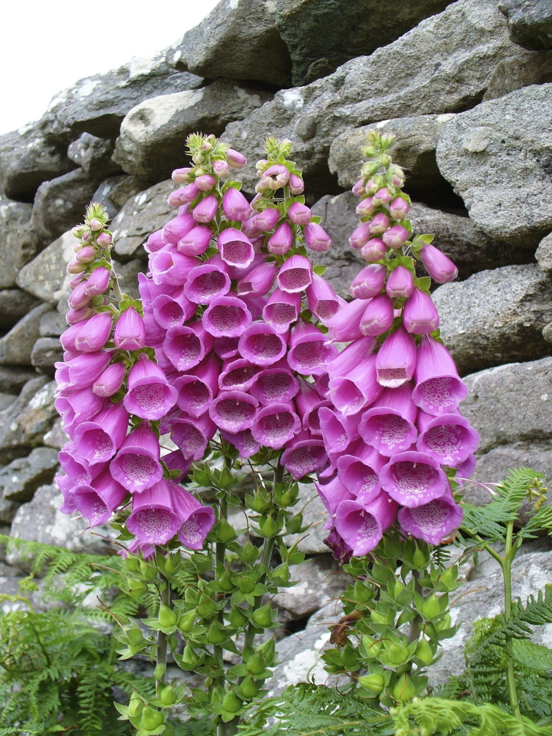 toxic, pink, close-up, lilac, beauty in nature, Thimble, pink color, petal, 1080P, vulnerability, fragility, Digitalis Purpurea, freshness, purple, digitalis
