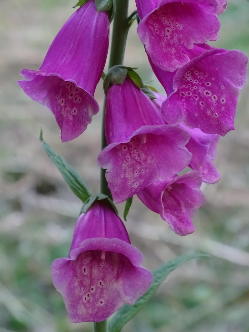digitalis, plant, thimble, no people, growth, vulnerability, petal, fragility, day, botany, flower, 5K, digitalis purpurea, springtime, pink color, giftplanze