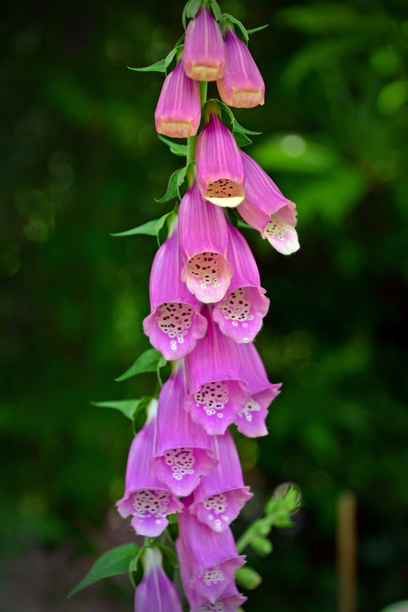 digitalis, outdoors, inflorescence, purple, 5K, blossom, selective focus, fragility, pink color, petal, close-up, vulnerability, flower head, flowering plant