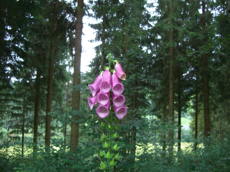fragility, tree trunk, close-up, day, digitalis purpurea, flower, plant, land, vulnerability, freshness, toxic, thimble, petal, pink color, trunk, flower head