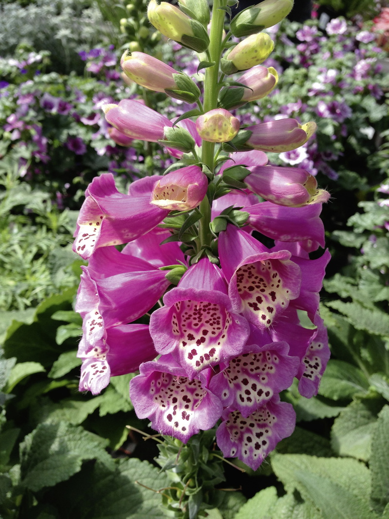 bloom, blossom, thimble, springtime, nature, digitalis purpurea, focus on foreground, flowering plant, outdoors, flower, botany, no people, close-up, pink color