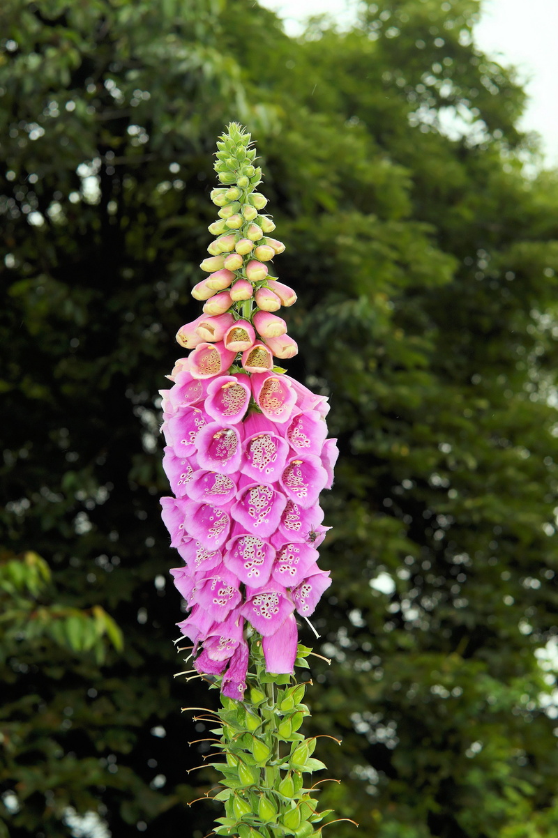 purple, vulnerability, close-up, flowering plant, flower head, green color, 5K, plant, day, growth, botany, leaf, Thimble, toxic, focus on foreground