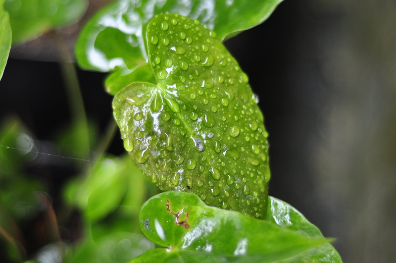 wet, red, fragility, drug, color, purity, raindrop, season, Zealand, leaves, thimble, near, leaf, a decrease in, fruit, Rear, Lamp, new, focus on foreground