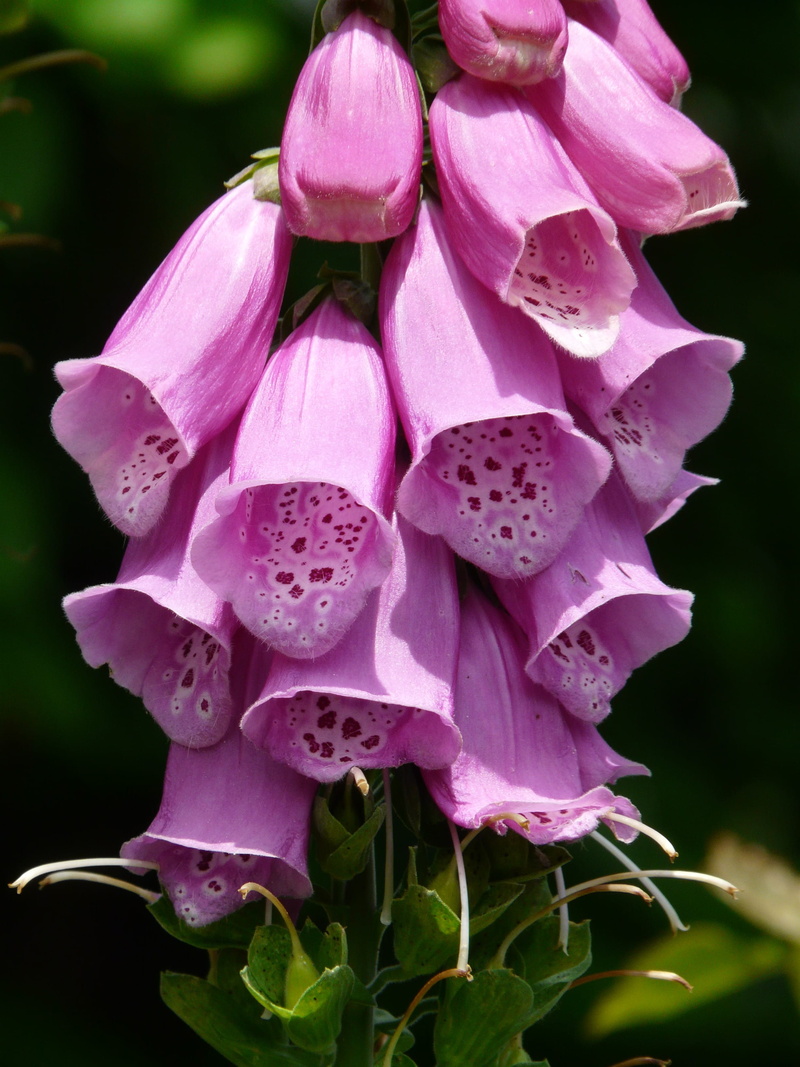 flower, medicinal plant, focus on foreground, close-up, digitalis purpurea, plant, pink color, nature, no people, fragility, flowers, outdoors, flora, beauty in nature