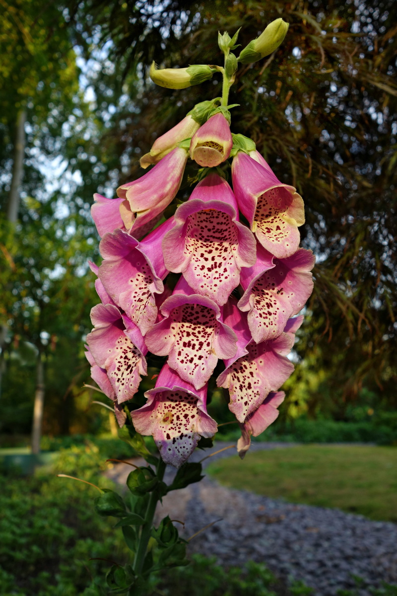 4K, purple, bloom, park, herb, no people, flowering plant, fragility, freshness, day, inflorescence, health, bell shaped, pink color, outdoors, Purpurea