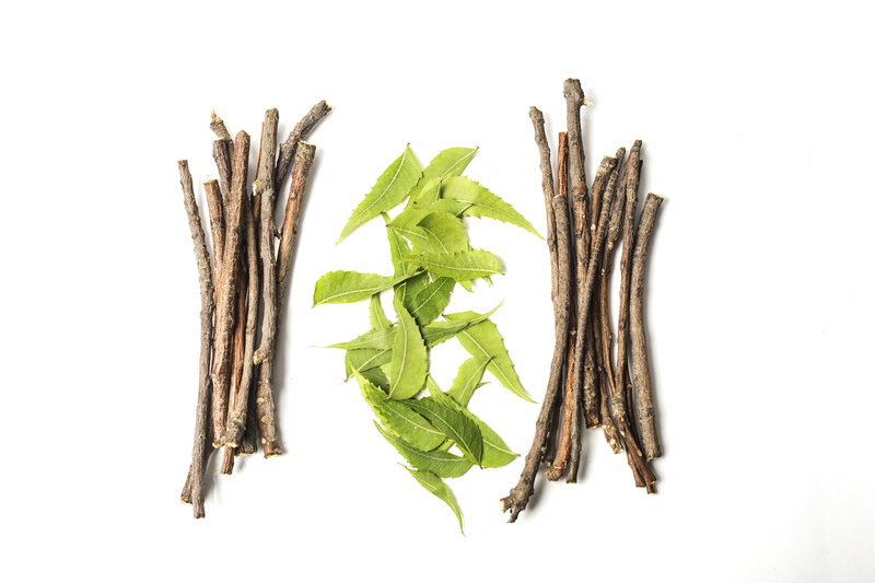 growth, studio shot, ayurveda, dental care, medical, green, still life, nature, green leaves, food, wellbeing, white background, sticks, spice, plant, beauty