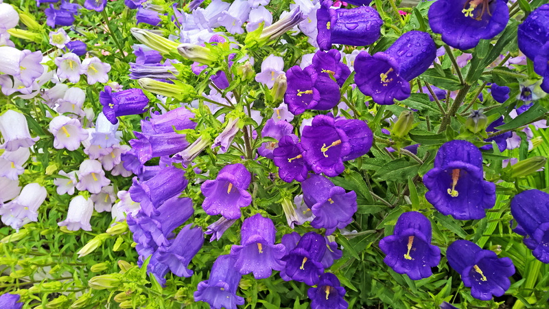 purple, hd, blue, beauty in nature, 4K, plant part, plant, bells, close-up, campanula, drops, freshness, inflorescence, no people, fragility, flowering plant