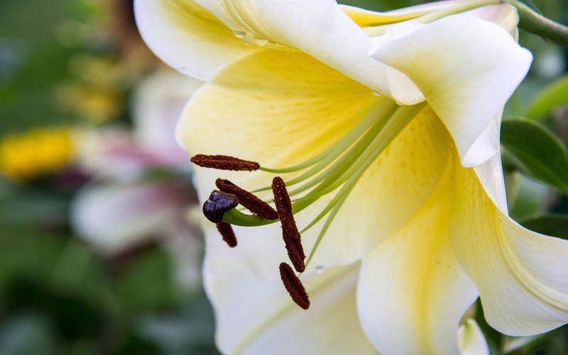 k, close-up, growth, tv, no people, mobile, insect, plants, vulnerability, laptop, desktop, color, flowering, focus on foreground, white, macro, bell, yellow