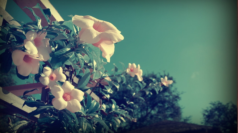 old-fashioned, petaled, gardening, botany, bouquet, leaves, day, yellow, summer, flower Head, green Color, season, sunlight, pink Color, freshness, tree