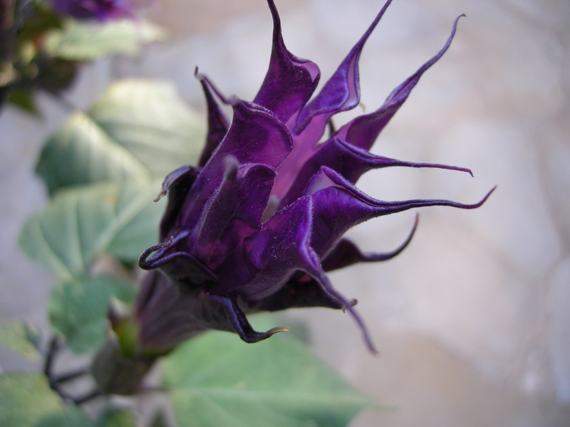 nature, day, purple, plant, springtime, freshness, botany, focus on foreground, flower head, outdoors, pollen, beauty in nature, wilted plant, datura, selective focus
