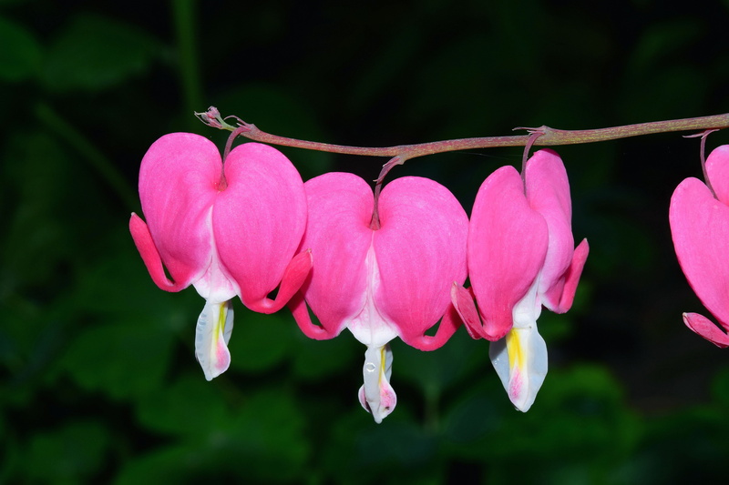 hanging, spring, bleeding heart, growth, close-up, day, vulnerability, fragility, no people, beauty in nature, plant, red, focus on foreground, freshness