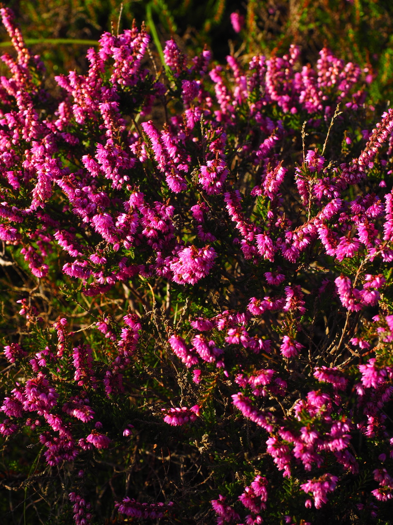 colorful, spring, bell, plant, pink, outdoors, flower, no people, flowerbed, blossom, calluna vulgaris, violet, beauty in nature, bell-like, ericaceae