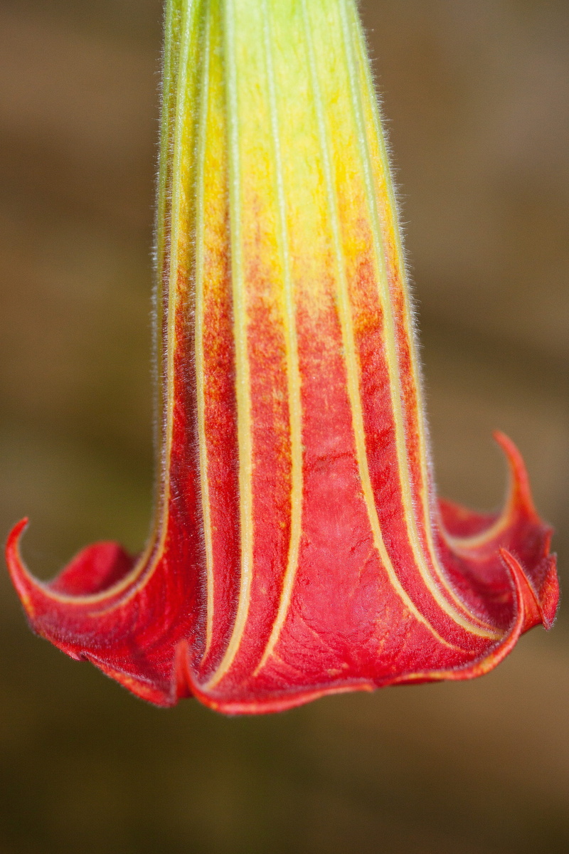 macro, close-up, flower, beauty in nature, fragility, beginnings, day, outdoors, focus on foreground, 4K, petal, freshness, plant, botany, pollen, red