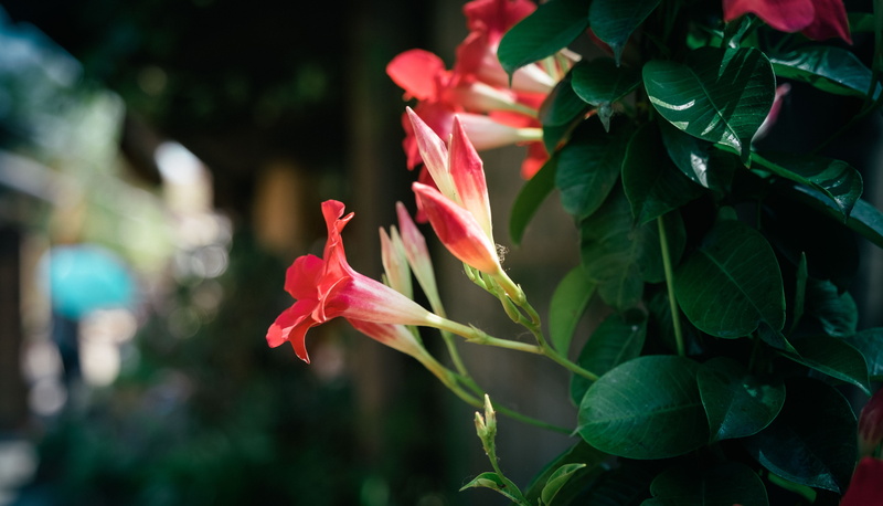 focus on foreground, day, flower head, 4K, shaped, close-up, pink color, nature, flower, flowers, fragility, growth, freshness, red, inflorescence, bell