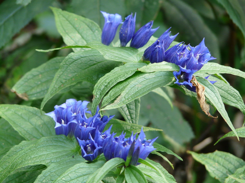 purple, bell shaped crown, flower, petal, nature, dark blue, green color, growth, outdoors, alpine flower, 2K, leaf, day, blue, close-up, gentian, gentiana asclepiadea
