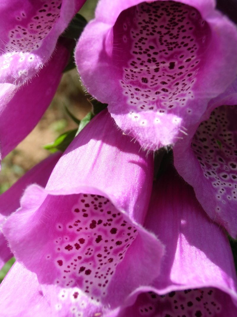 Flower, Common Foxglove, poisonous plant, vulnerability, fragility, botany, purple, selective focus, day, inflorescence, freshness, flowering plant, medicinal plant