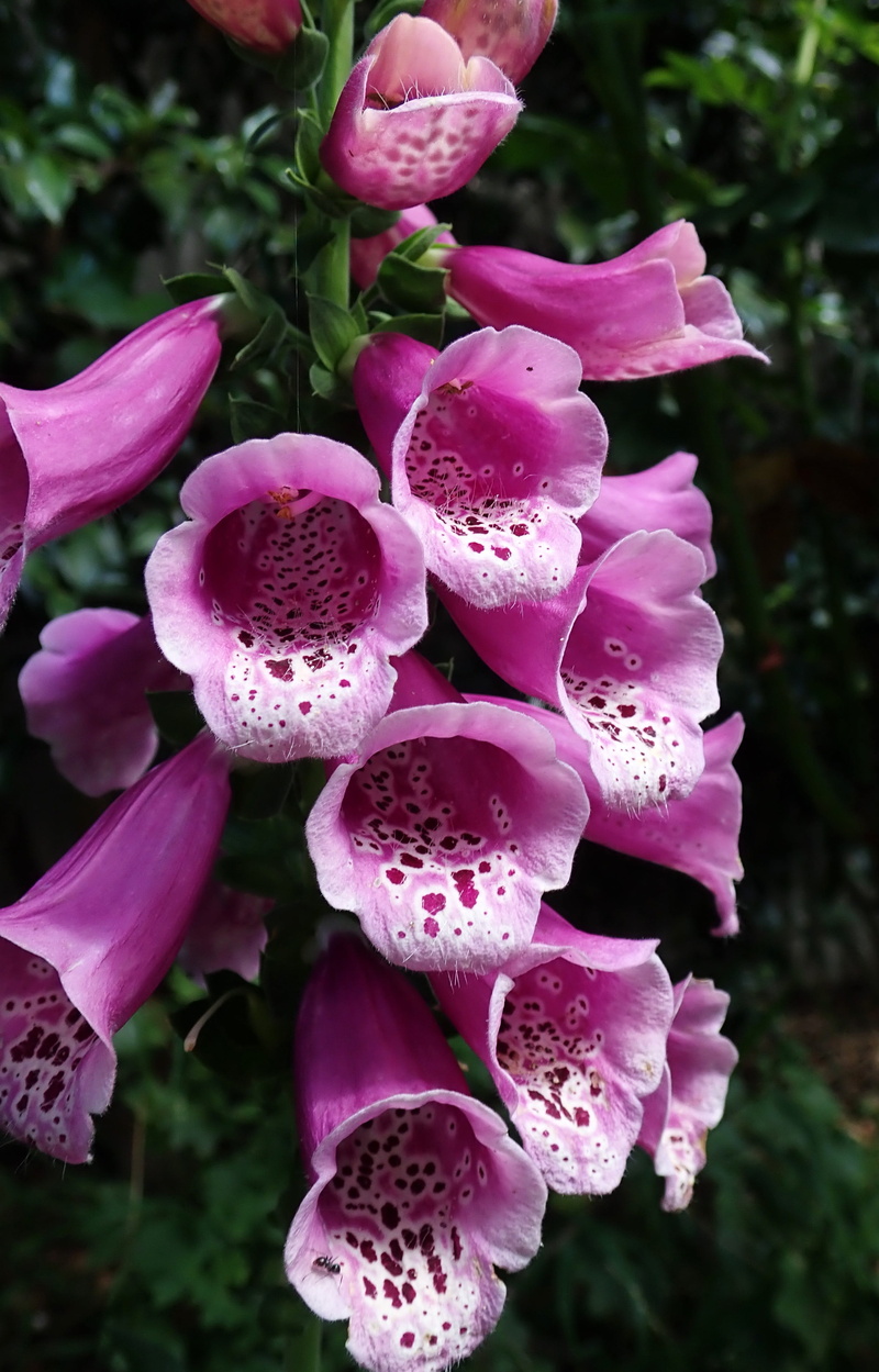 digitalis, flowering plant, pink color, focus on foreground, foxglove, 4K, day, growth, purple, vulnerability, freshness, beauty in nature, plant, flower head
