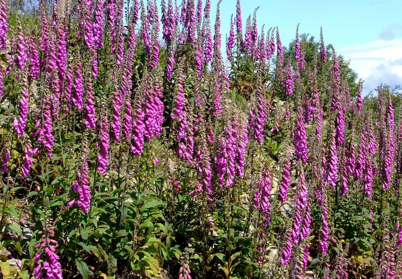 nature, formal Garden, pink Color, purple, freshness, multi Colored, digitalis, agriculture, flower, vulnerability, leaf, beauty In Nature, day, 1080P