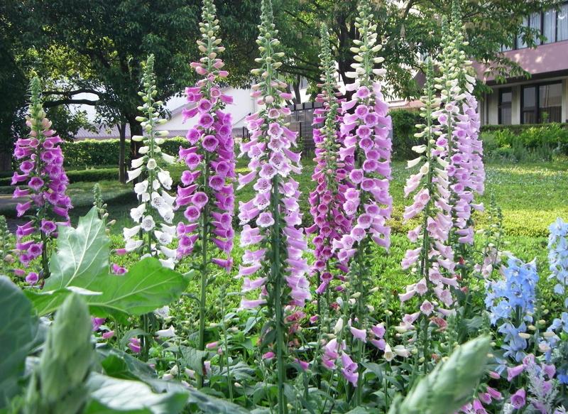 botany, ornamental Garden, formal Garden, nature, green Color, springtime, freshness, 1080P, herbs, day, fragility, plant, tree, no People, growth, purple