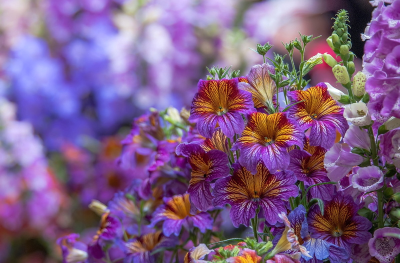 1080P, purple, macro, digitalis, salpiglossis