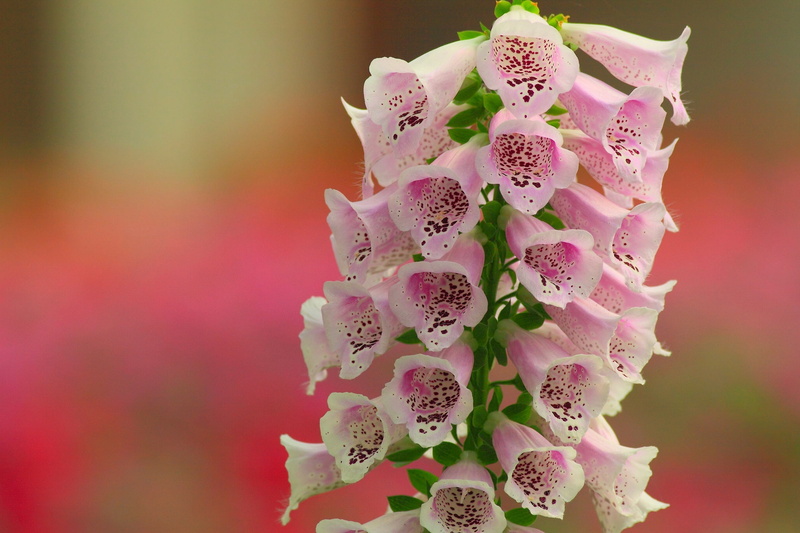 close-up, plant, nature, softness, pattern, inflorescence, vulnerability, digitalis, Flowers, flower, freshness, flower head, no people, bunch of flowers