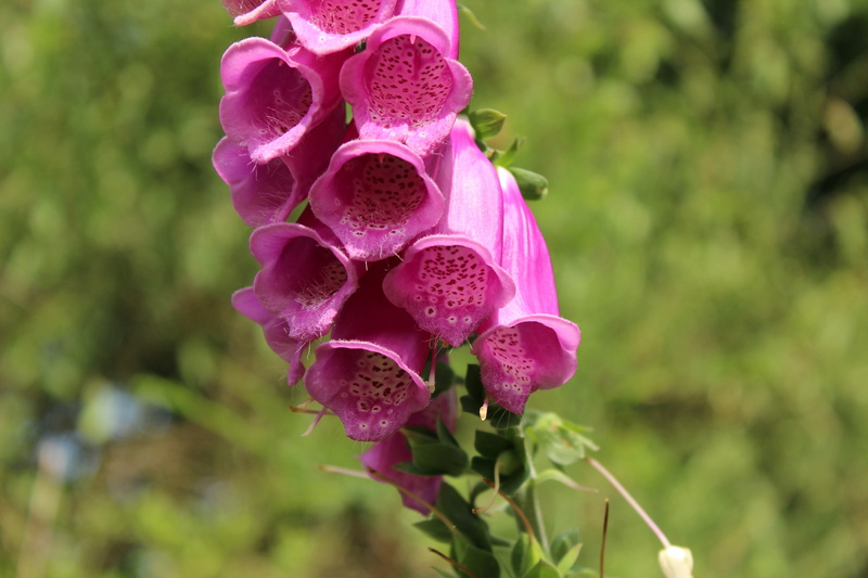 floral, nature, plant, pink, focus on foreground, day, inflorescence, purple, summer, flower, vulnerability, digitalis, flower head, growth, petal, beauty in nature
