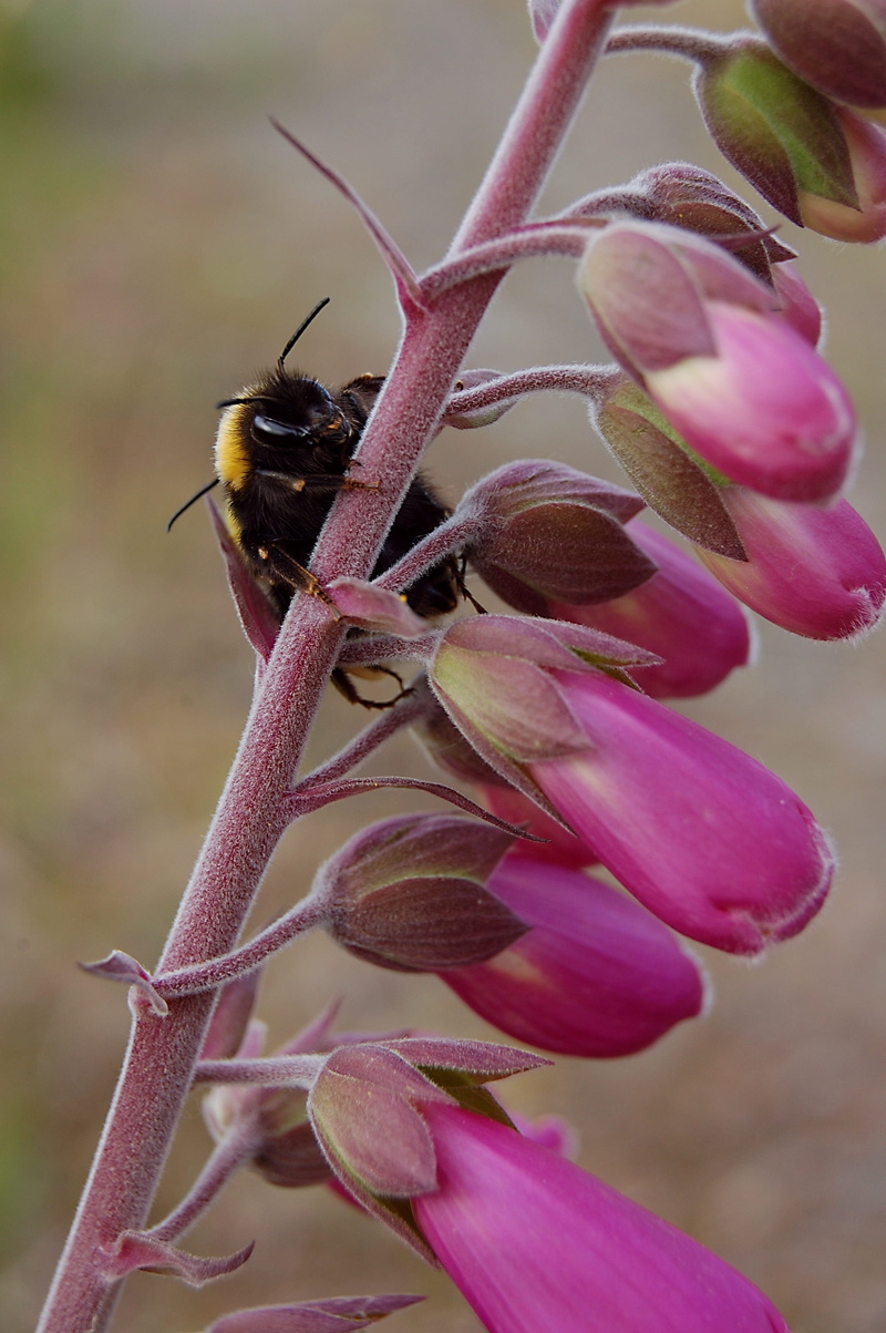 animals in the wild, pink, pollination, insect, meadow, one animal, honey-bee, focus on foreground, harmony, macro, fragility, antenna, digitalis, animal wildlife