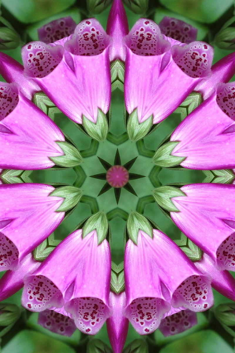 lotus water lily, symmetry, pink, 720P, plant, backgrounds, freshness, petal, beauty in nature, nature, vulnerability, inflorescence, kaleidoscope, pink color