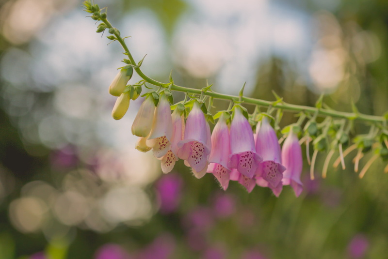 bokeh, 1080P, Digitalis, macro
