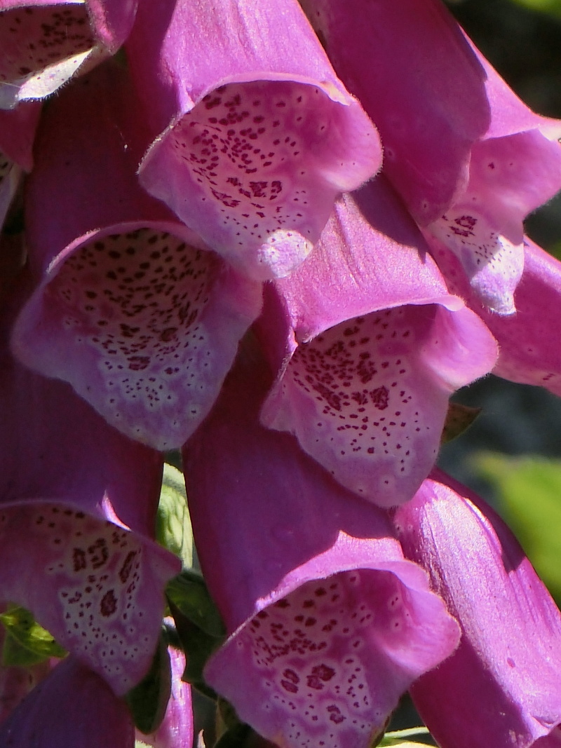 4K, vulnerability, day, spotted, beauty in nature, flower, flowering plant, flower head, freshness, purple, digitalis, petal, no people, inflorescence