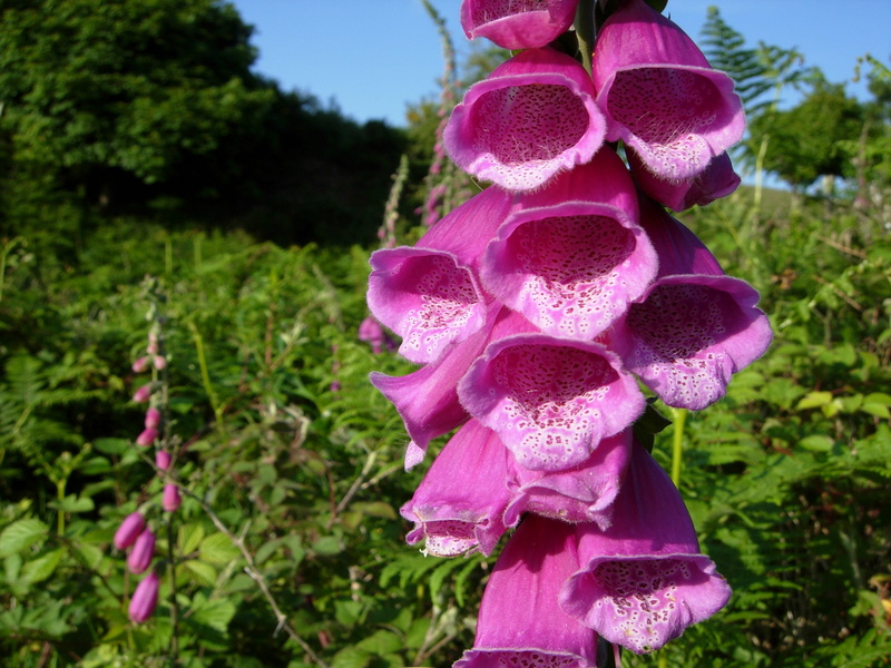 pink color, flower head, foxglove, fragility, vulnerability, flora, purple, pink, flowering plant, malvern hills, garden, landscape, freshness, 2K, inflorescence