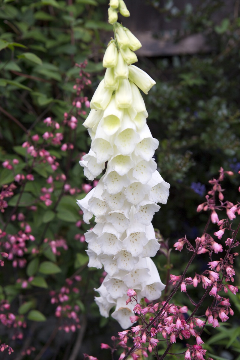 close-up, beauty in nature, food and drink, 5K, fragility, plant, heuchera, turning white, day, inflorescence, lime colour, focus on foreground, flowering plant
