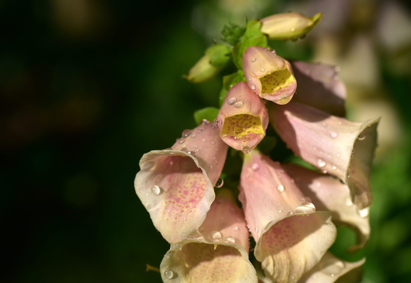 close-up, water, poisonous plant, dew, toxic, wet, lamiaceae good, selective focus, flowering plant, vulnerability, digitalis, flower head, petal, pink