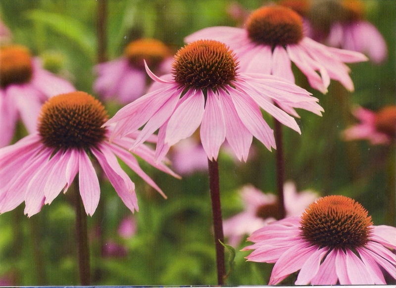 flower, echinacia, field, purple, green, 1080P, nature and landscapes, purpurea